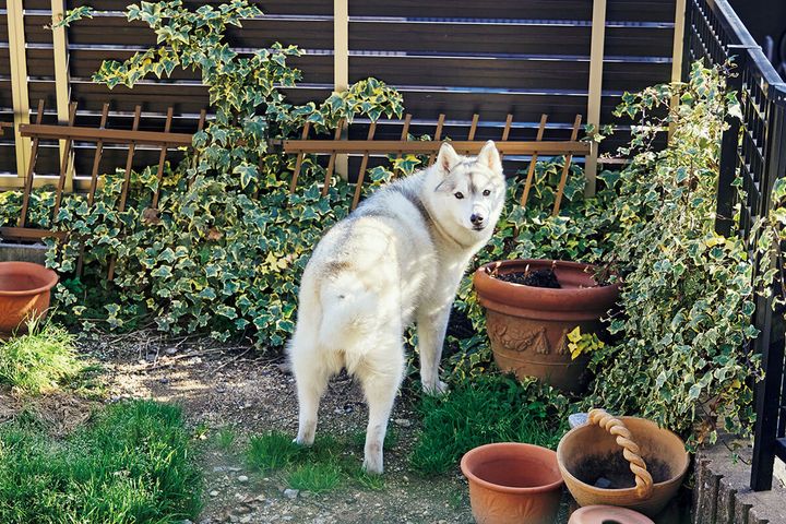 シベリアン・ハスキーのユキ