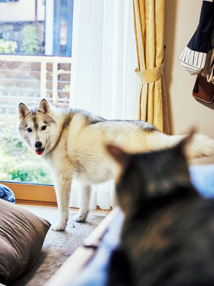 シベリアン・ハスキーのユキ、茶トラのレン
