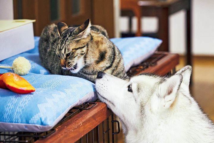 シベリアン・ハスキーのユキ、キジトラのサン