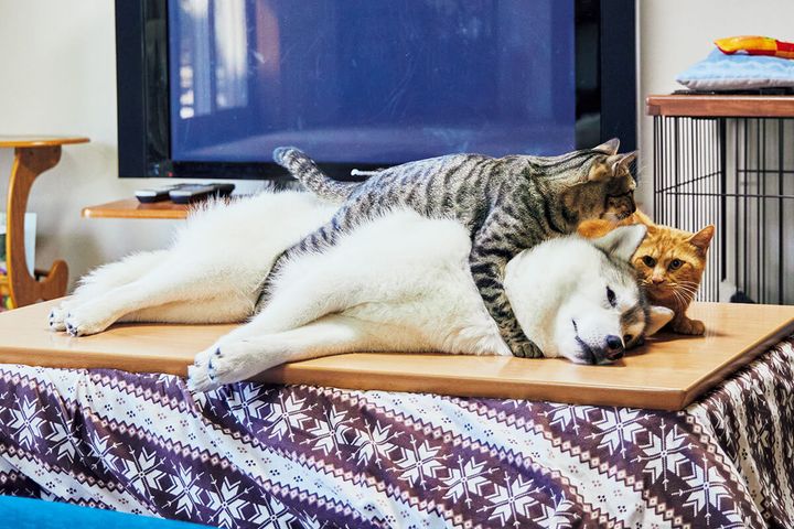 シベリアン・ハスキーのユキ、茶トラのレン、キジトラ