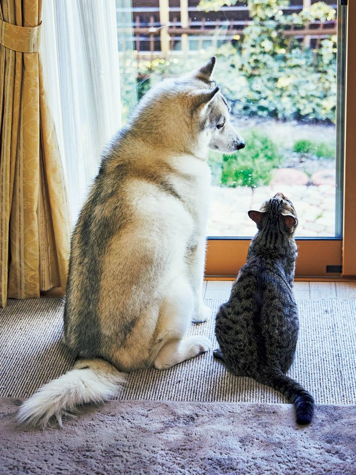 シベリアン・ハスキーのユキ、茶トラのレン