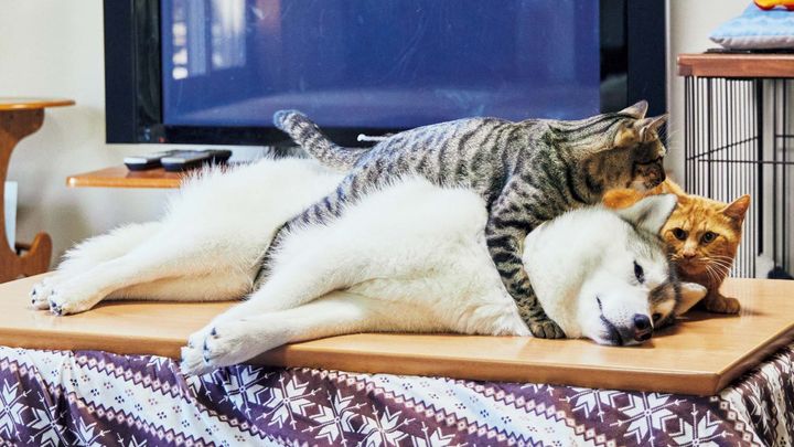 シベリアン・ハスキーと添い寝をする猫