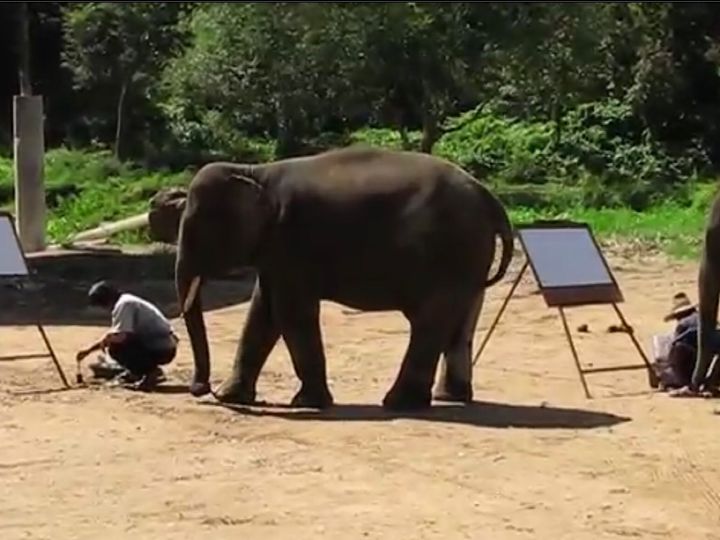 絵を描く前のゾウ