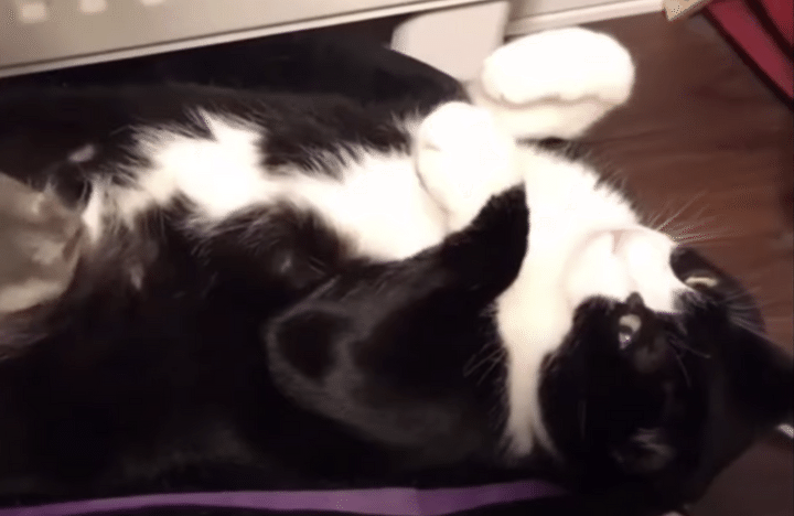 「動けないニャ」お腹の上に乗ったハムスターのためにじっと耐える猫。