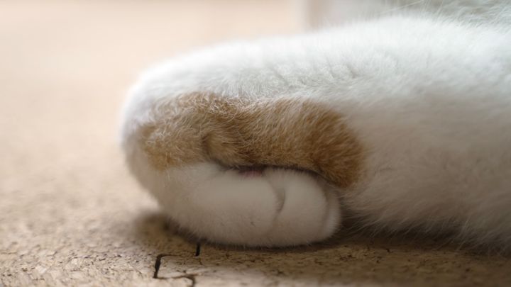 挟みたい見つめていたい折れ曲がる、猫の手の先だけをアップで