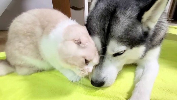 犬に擦り寄る猫