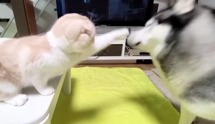 猫パンチを繰り出す猫