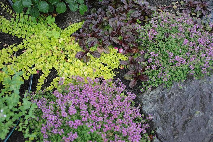 リシマキア、アジュガ、タイム