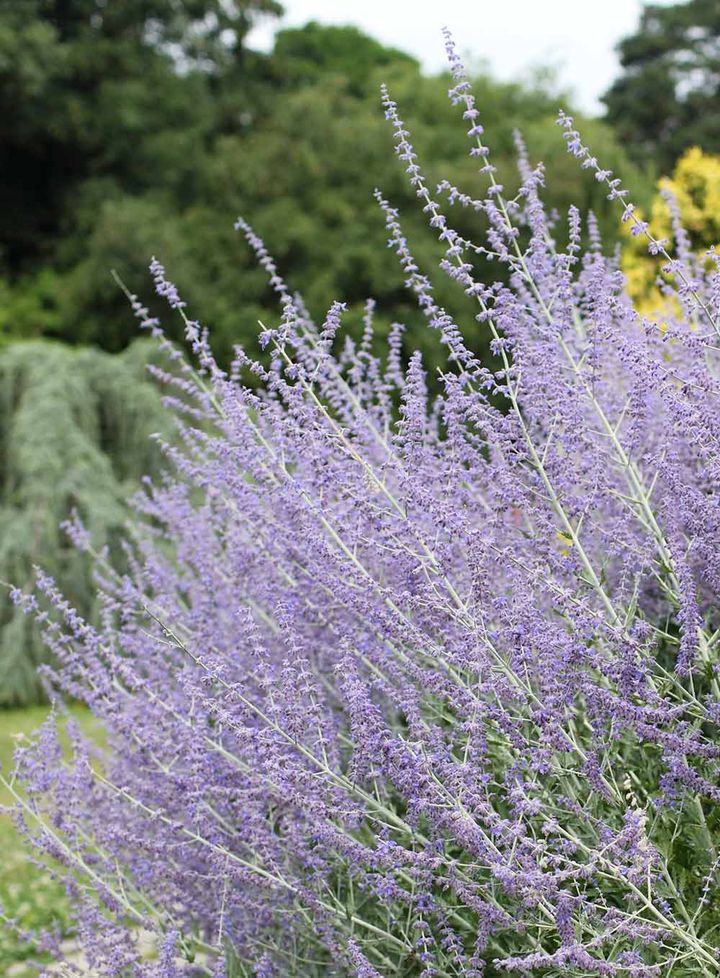 ロシアンセージ