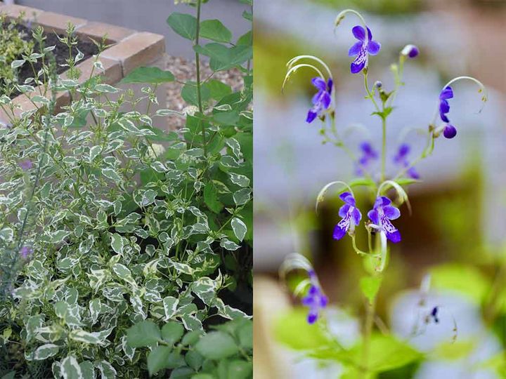 斑入りカリガネソウ‘スノーフェアリー’