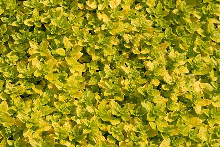 ゴールデンオレガノ