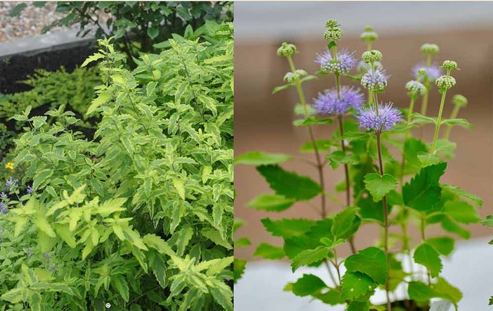 カリオプテリス