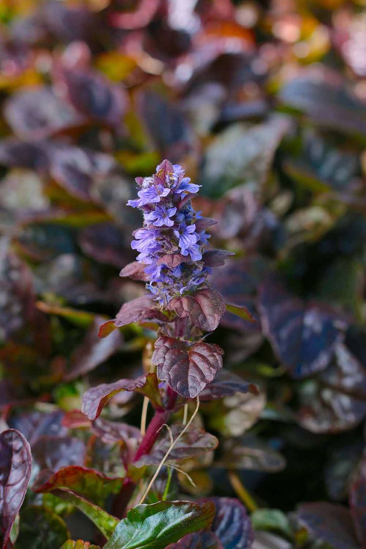 アジュガ・アトロプルプレアの花