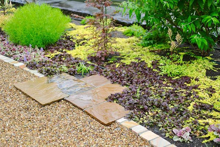 リシマキアとアジュガ