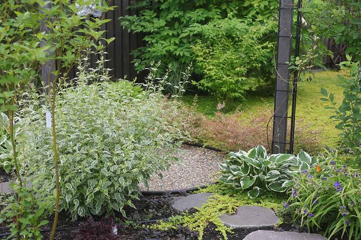 斑入りカリガネソウ