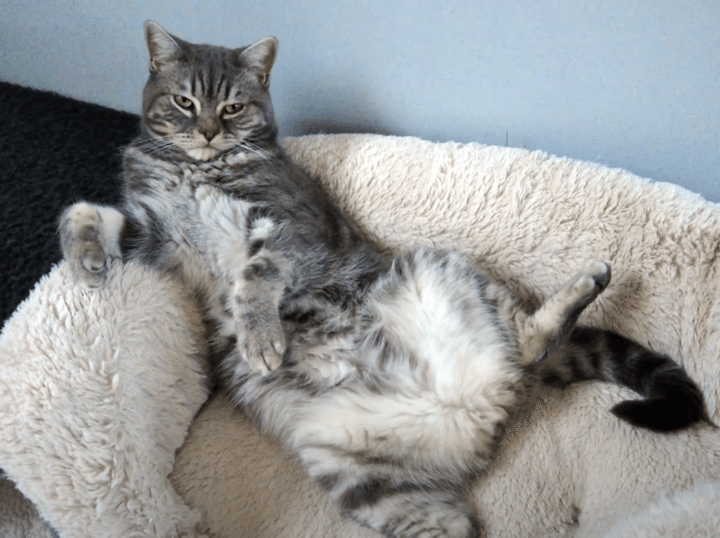 「モフれ」と指示をしてきそう。ボスっぽいオーラが出ている猫。