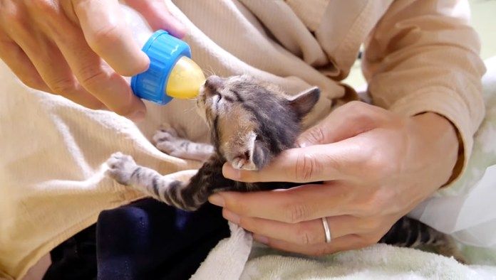 ミルクを飲む子猫