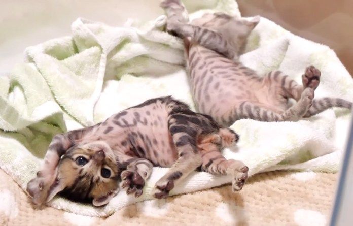 お腹いっぱいの子猫達