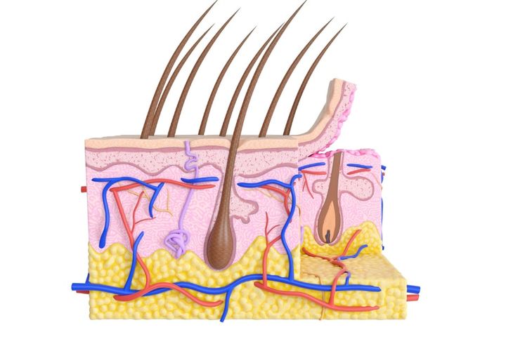水に長時間浸ると、神経系の作用により、血管が収縮する