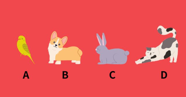 飼うならどのペット？【心理テスト】恋愛における献身度を診断！