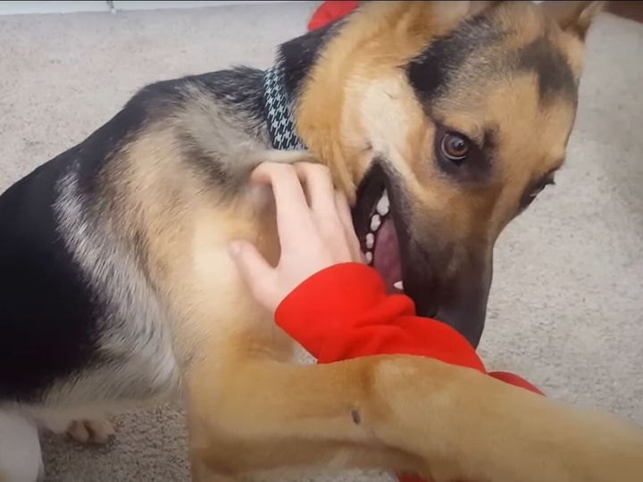 飼い主のそばを離れないジャーマンシェパード