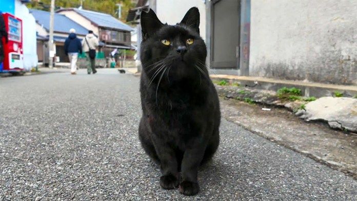 猫島で出会った猫