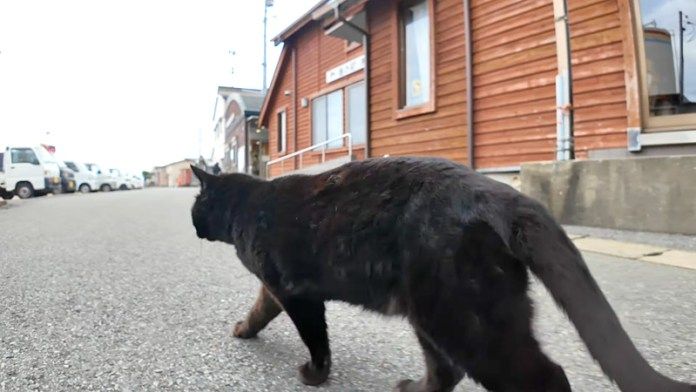 家まで案内してくれる猫