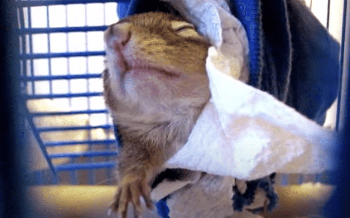 リス「朝は弱いんだよぉ」起こしてみると可愛い寝起き姿が見れた。