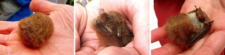 冬眠のためにボール状に丸まったコテングコウモリ