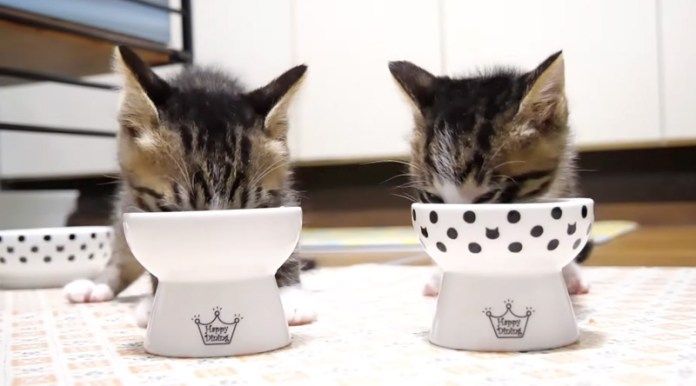 ご飯を食べる子猫達