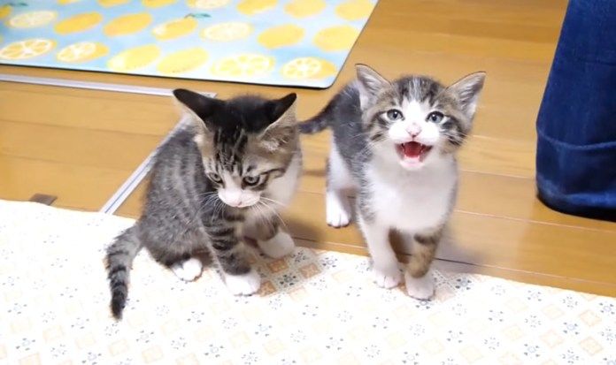 カメラ目線で訴えかけてくる子猫