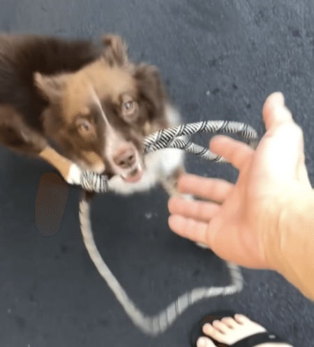 散歩中にわざとリードを離してみたら、愛犬にめっちゃ叱られた。