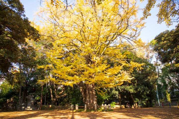 徳川吉宗が建立した「赤坂氷川神社」へ。 限定御朱印や「はりこ干支みくじ」を目当てに