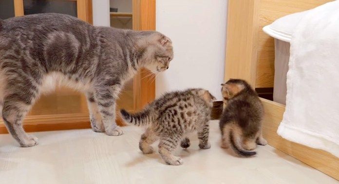 子猫達を止める母猫