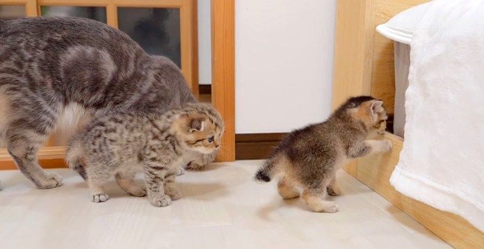 隙間に入りたい子猫達