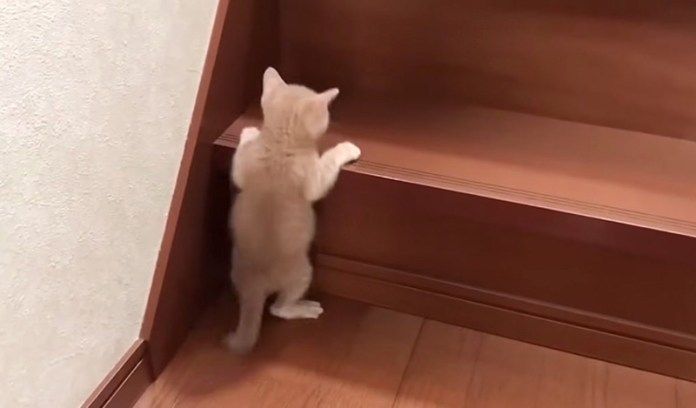 階段を登る猫