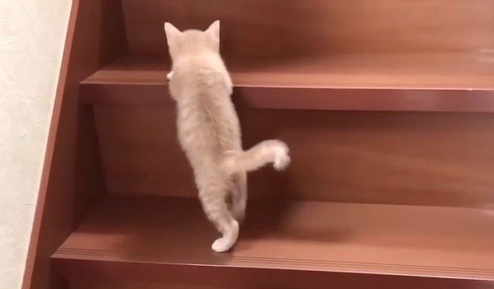 階段を登る猫