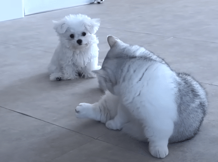 先輩猫と仲良くなりたい子犬、少しづつ距離が縮まる様子にほっこり♡