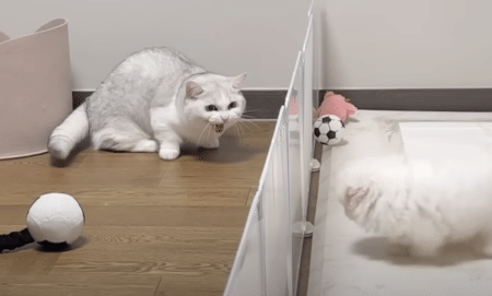 先輩猫と仲良くなりたい子犬、少しづつ距離が縮まる様子にほっこり♡