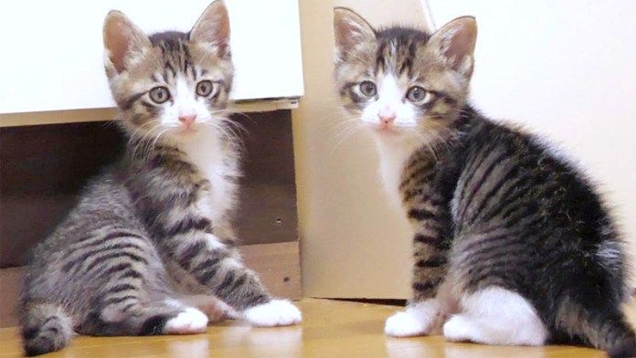 ご飯が食べたい子猫達