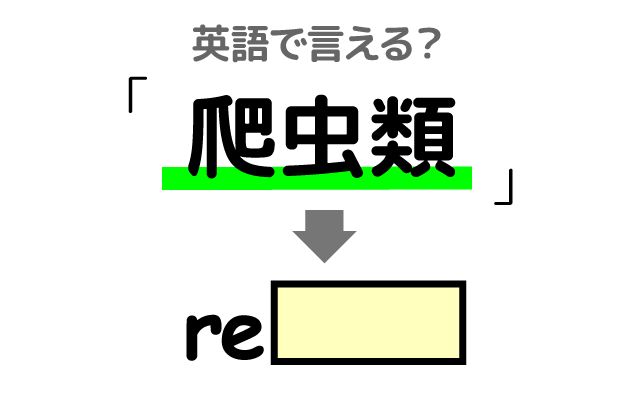英語で「爬虫類」は何て言う？「爬虫類ショップ」などの英語もご紹介