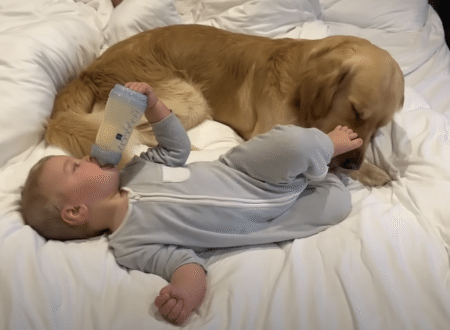 まるで自分の赤ちゃんのように、お世話をするゴールデンレトリバー。