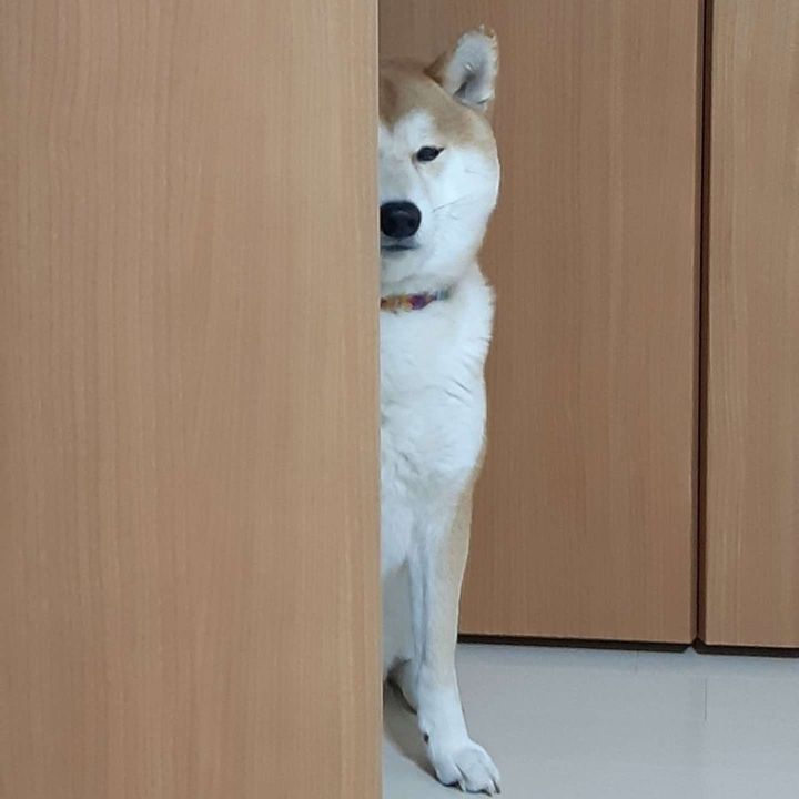 「あらいやだ」（画像はペコ丸さんの投稿より）