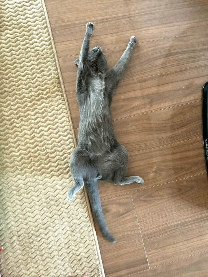 バンザイポーズでへそ天する猫を上から撮影した写真