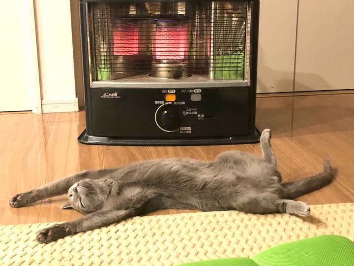 ストーブの前でバンザイしながらへそ天する猫