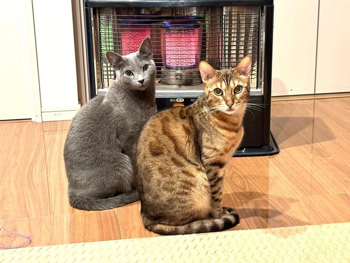 ストーブの前に座る2匹の猫