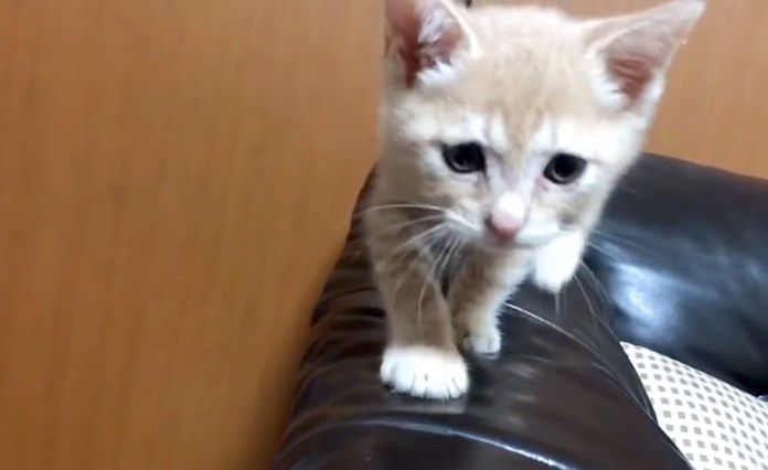 目覚めた子猫