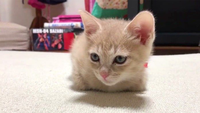 床の上で丸くなる子猫