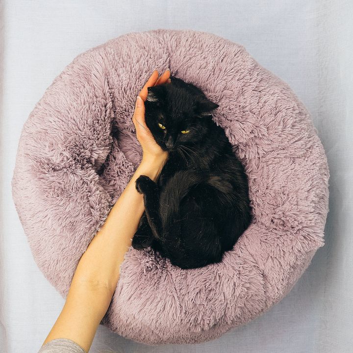 本日の美人猫vol.557