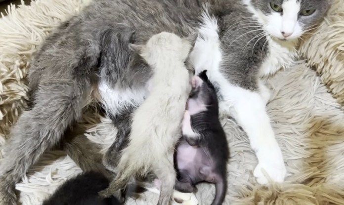 ミルクを飲む子猫